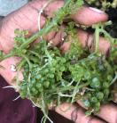 Seagrapes in the palm of a hand