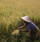 farmer works at a rice field
