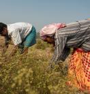 Two people harvesting crops, bending over plants in a dry field.