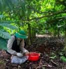 Researcher collecting soil samples beneath trees.