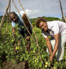 Two people planting tomatoes