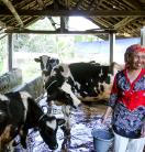 A woman in a barn with cows