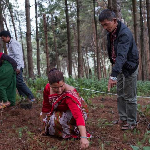 A group inspecting a forestry plantation