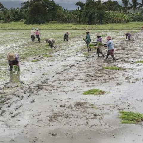 Farmers harvesting rice