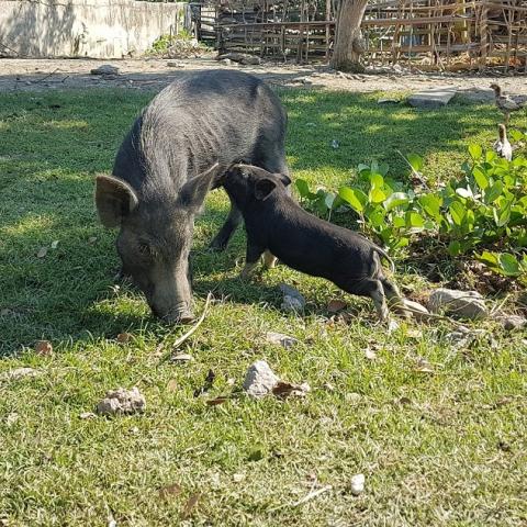 pigs in farmyard