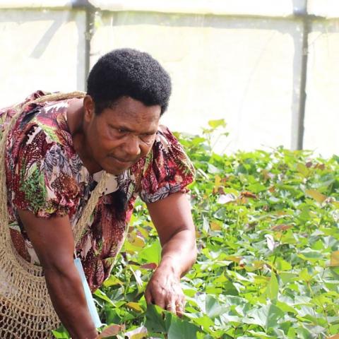 Rachael inspecting her clean sweetpotato vines in her igloo. The insect proof screenhouse was provided to Rachael as part of the ACIAR project to commercialise sweetpotato.