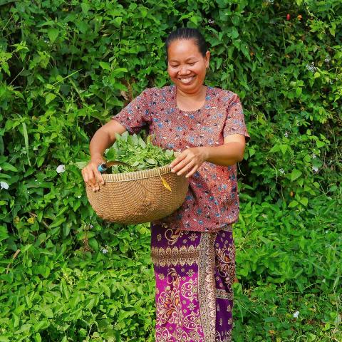 Woman with basket of folage amongst green shrubs in Cambodia