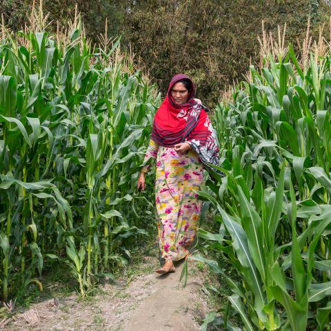 Woman walking through tall green crops in Bangladesh