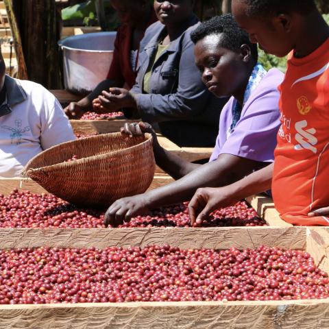 Women in Africa sorting trays of speciality coffee beans