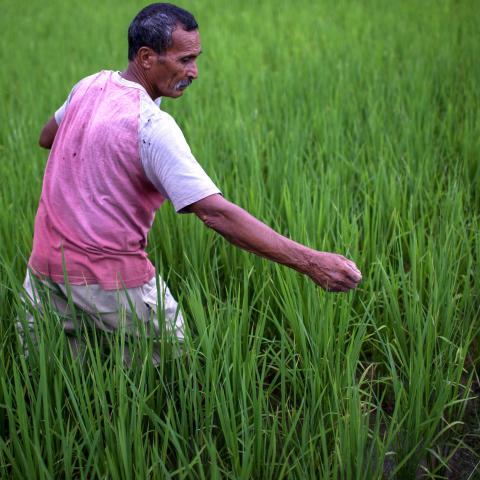 Timor-Leste man in field