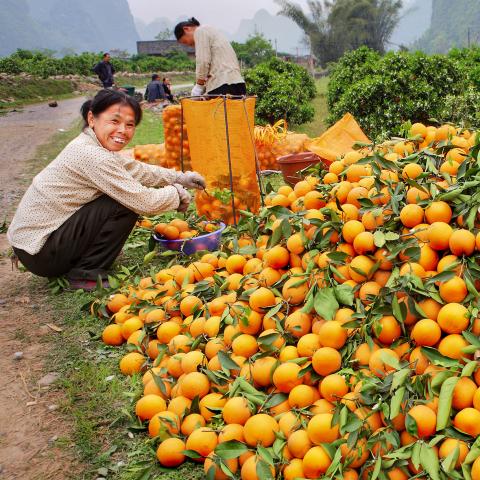 Woman with large pile of oranges in China