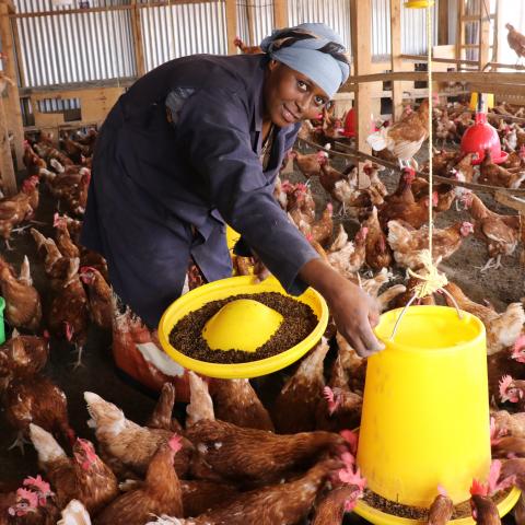 Woman feeding chickens