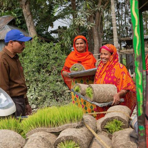 Group of people with rolls of lawn