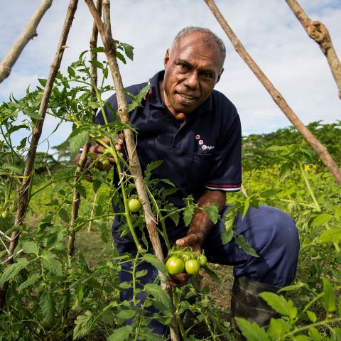 Man next to a young tomato plant