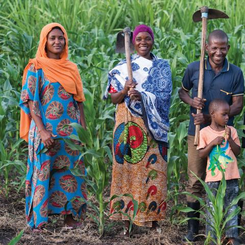 Two women in saris, a man and a child standing in front of tall crops with hand held tools