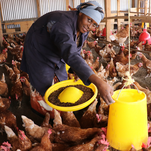 Woman feeding chickens