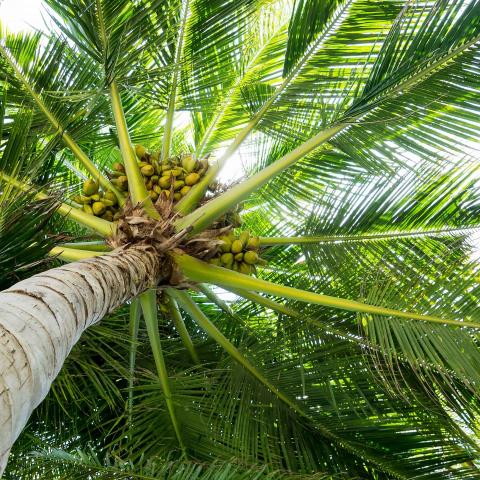 coconut tree