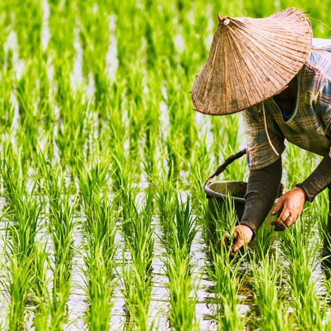 Person in a rice paddy field