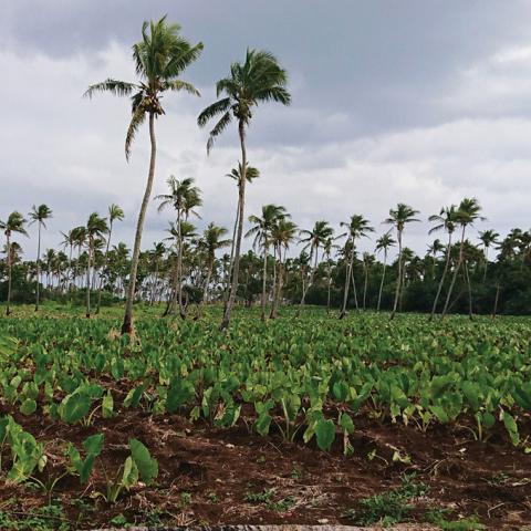 Taro farm