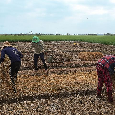 People laying down hay in a large crop bed