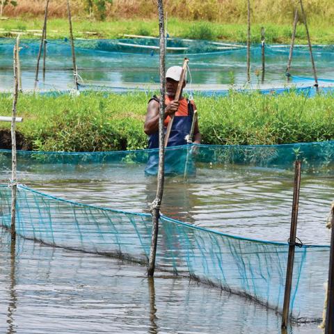 Fijian farmers tending to their tilapia fish farm