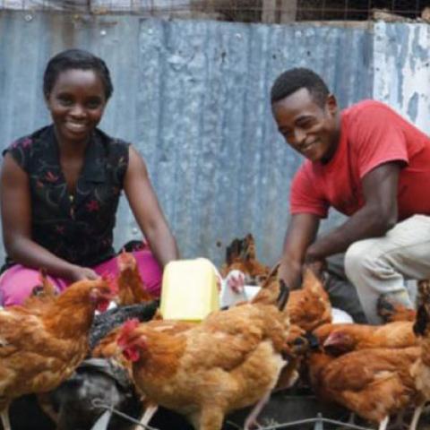 Man and woman feeding chickens