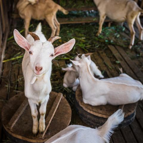 Goat in Laos