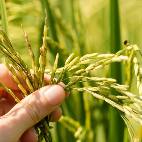 hand with crop 