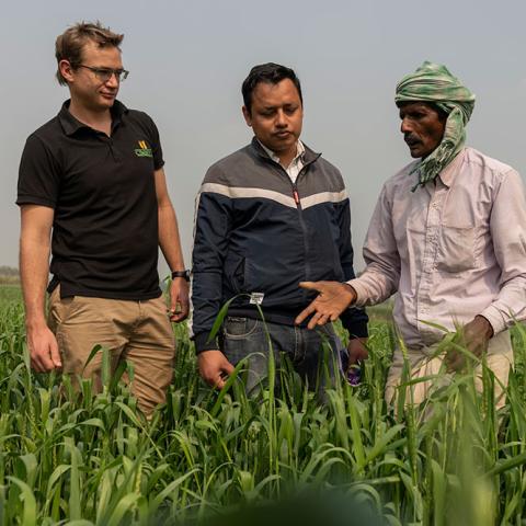 Three men in a filed of long crops