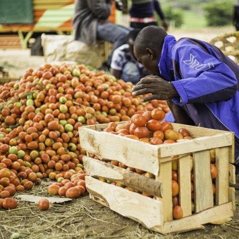Food loss tomatoes