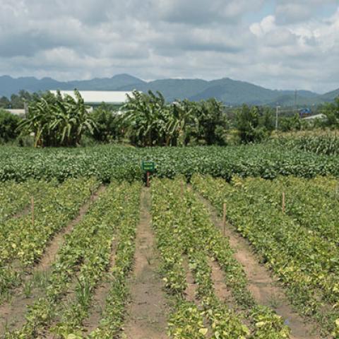 mungbean crop