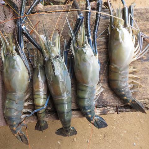 A row of giant freshwater prawns