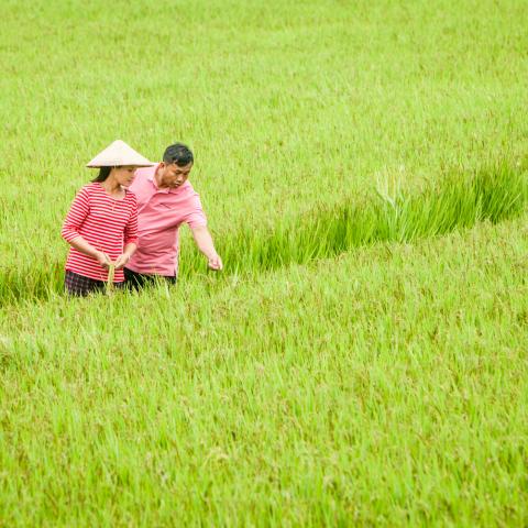 Farmers in rice field