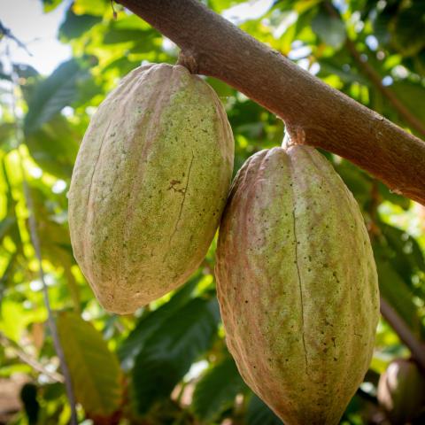 Cocoa pods