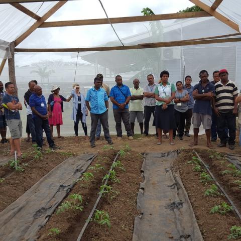 An ACIAR-led project is supporting local pacific farmers with a protected cropping system that enables them to produce off-seasonal vegetables.