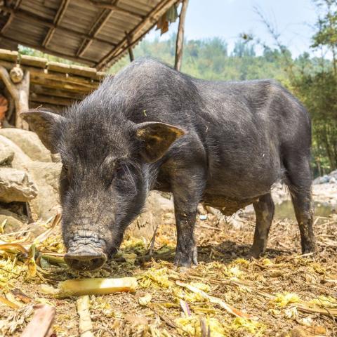 Pig in Southeast Asia