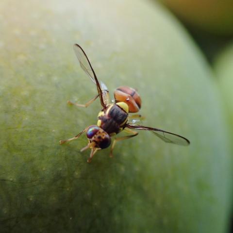 Fruit fly on Mango in Java, Indonesia. 