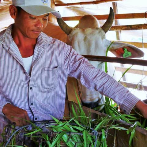 Farmers in Laos and Cambodia, like Kien Mao pictured feeding cows, are improving their farm production by adopting new fodder options into their farming systems.