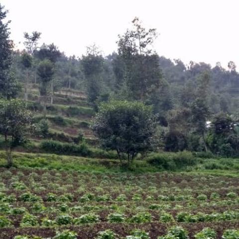 Alnus trees in agroforestry systems in Rwanda 