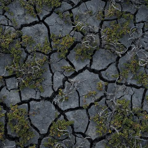 Cracked earth