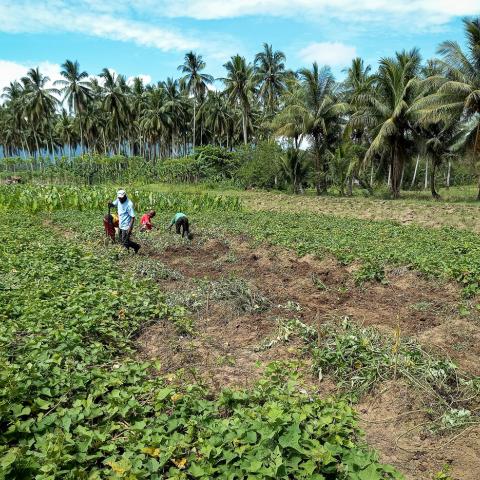 Field trials are being undertaken in the Eastern Highlands, Morobe and East New Britain provinces using sweet potato, Irish potato, bulb onion, taro and cassava. Outcomes from the trials will contribute to developing a Seasonal Farm Advisory, that communities can use, in planning their farming activities. Photo supplied by the National Agriculture Research Institute.