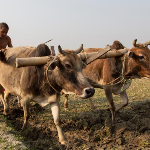 A farmer uses two bullocks to plough a farm in the Eastern Gangetic Plains.