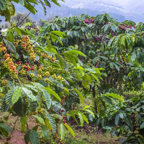 Coffee Beans in the mountains of Central Highlands Vietnam