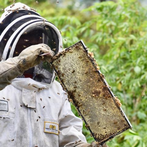Beekeeper taking frame out of beehive