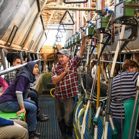 Indonesian researchers from the IndoDairy project visit an Australian dairy