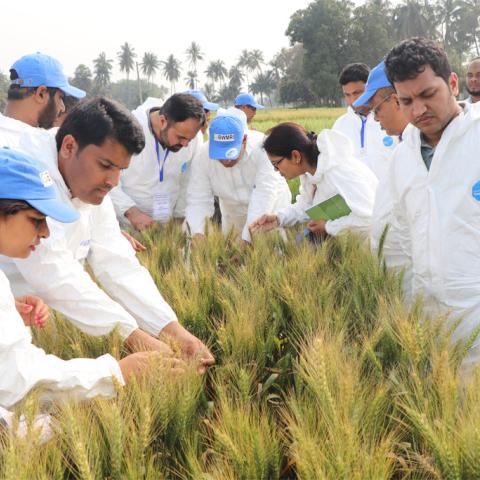 Scientists in Bangladesh inspect wheat in the field in their research to identify blast-resistance. 