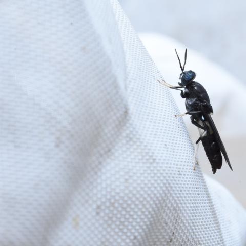 Black soldier fly on white netting 