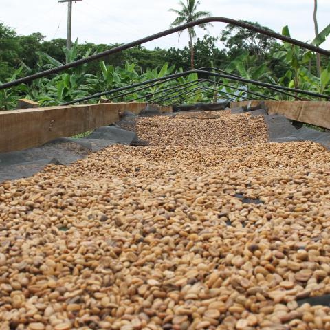 Coffee beans drying 