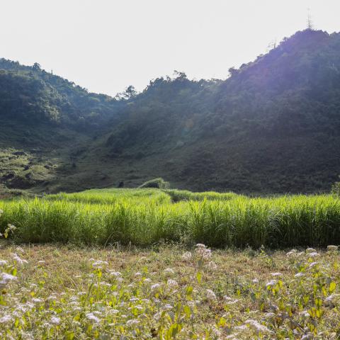 livestock fodder in Vietnam 