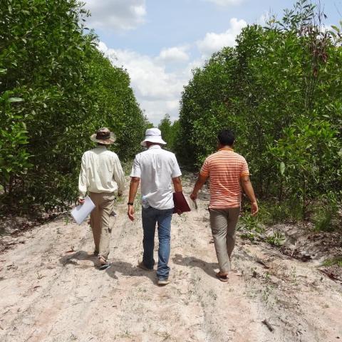 Forestry Administration staff conducting surveillance in an Acacia plantation, Kampong Chhnange Province, Cambodia.